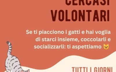 Cercasi Volontari Al Gattile